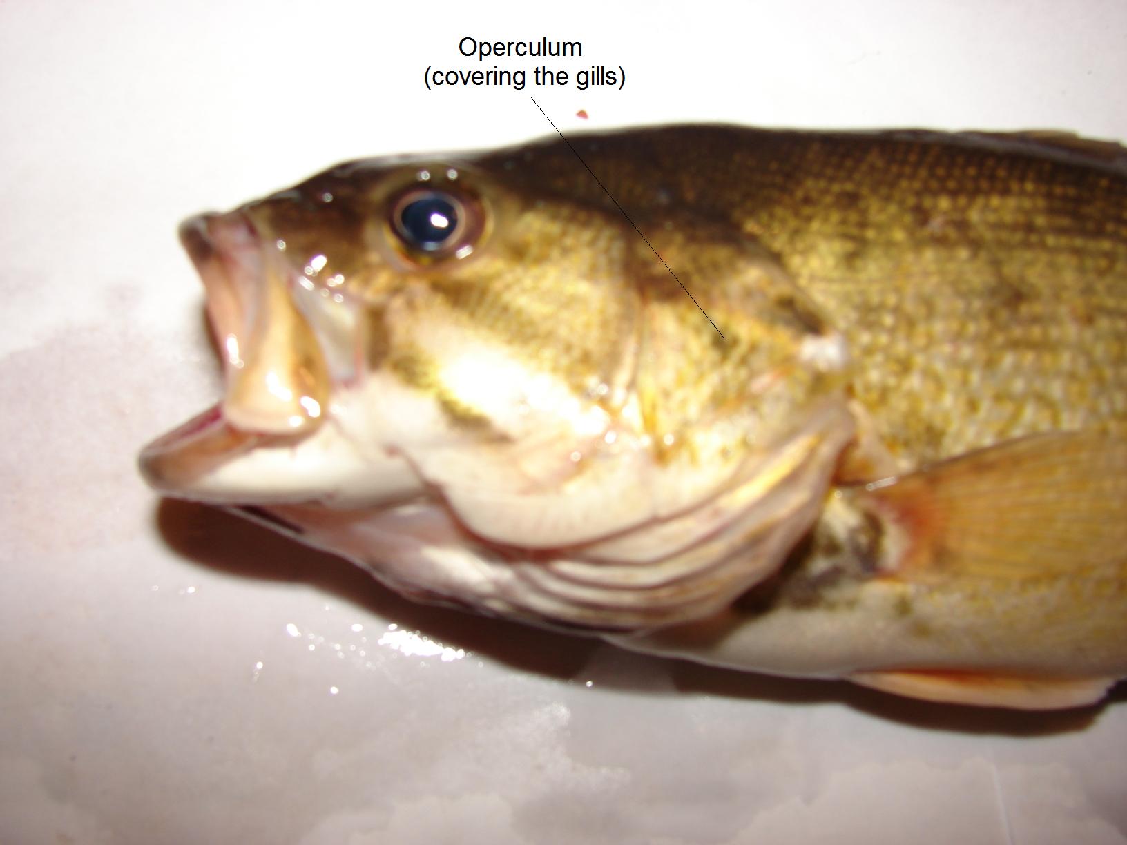 The operculum of a smallmouth bass; I took this photo prior to dissection