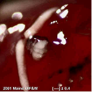 parasitic copepod on fish gill; public domain photo - click to follow to original source