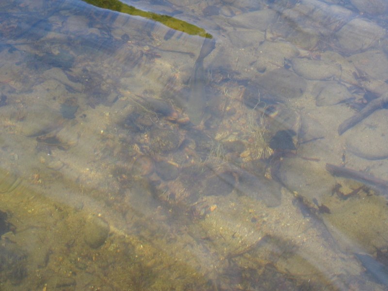 A smallmouth nest in shallow water; photo courtesy of Dr. Geoffrey B. Steinhart, Lake Superior State University