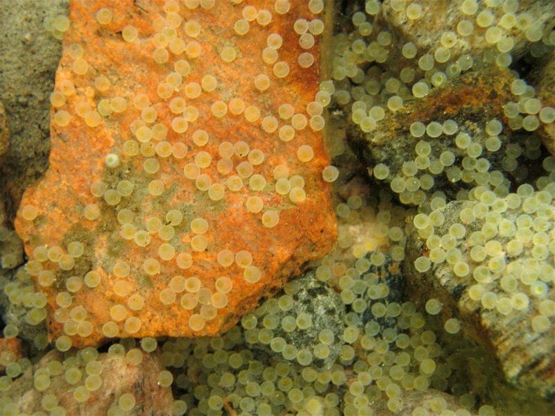 Smallmouth bass eggs; photo courtesy of Dr. Geoffrey B. Steinhart, Lake Superior State University