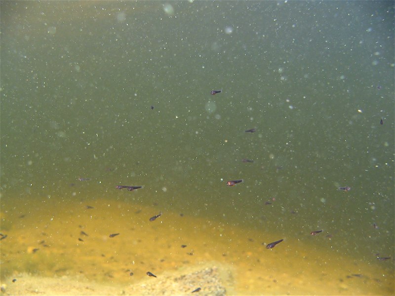 Recently-hatched smallmouth bass fry disperse from their nest; photo courtesy of Dr. Geoffrey B. Steinhart, Lake Superior State University