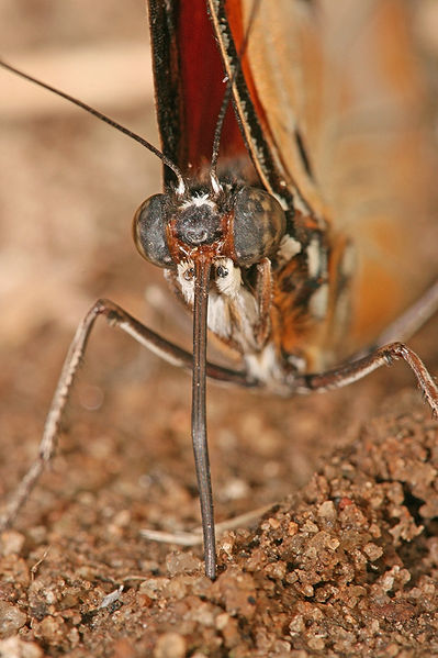 A portrait of a Danaid Eggfly. Photo taken by Muhammad Mahdi Karim.