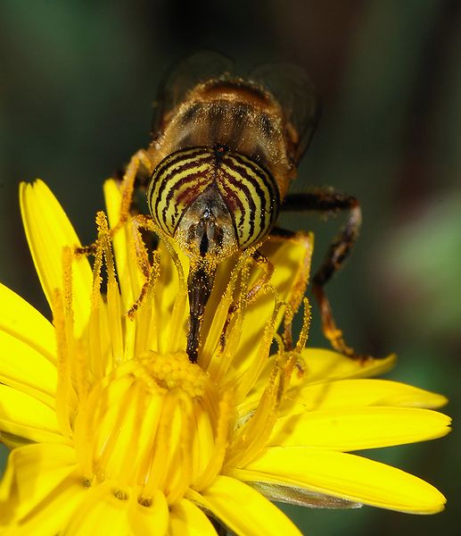 The head of a male hoverfly (Eristalinus taeniops). Photo taken by Alvesgaspar.