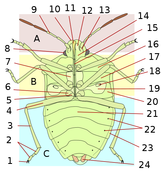 Morphology of ventral side of shield bugs (Rhynchota: Pentatomoidea). Image by Giancarlodessi.