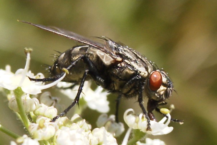 A fly. Photo taken by Erik Hooymans.