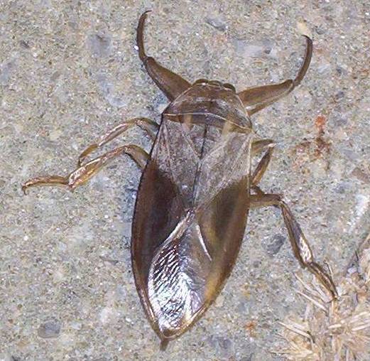 Giant water bug (Lethocerus americanus). Photo taken by  (Big iron (talk))