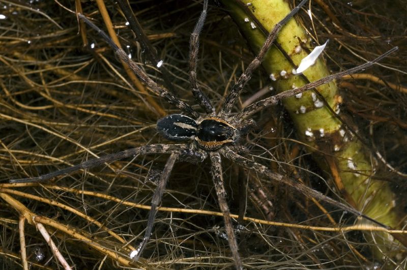 Water Spider male waiting. Photo taken by Bryce McQuillan.