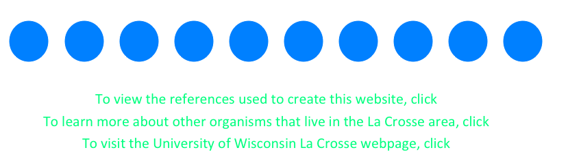   
￼      ￼      ￼      ￼      ￼      ￼      ￼      ￼      ￼      ￼

To view the references used to create this website, click here.
To learn more about other organisms that live in the La Crosse area, click here.
To visit the University of Wisconsin La Crosse webpage, click here.