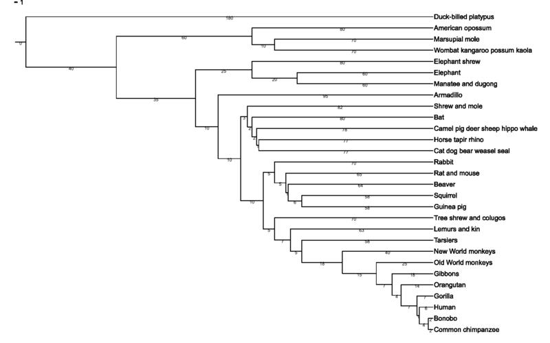 Phylogenetic Tree of Mammals  Fred Hsu,  Wikimedia Commons