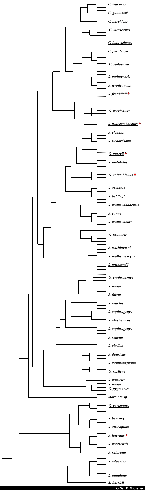 Phylogenetic tree of squirrel species http://research.uleth.ca/rgs/photos/phylogeneticTree.gif