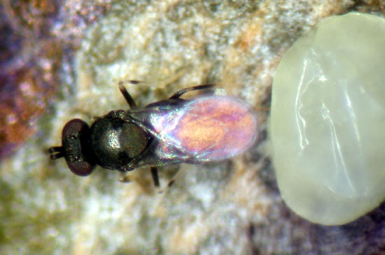 Oobius agrili parasitizing an EAB egg