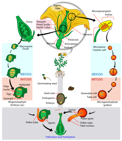 This image shows the life cycle of a flowering plant such as Acer saccharinum.