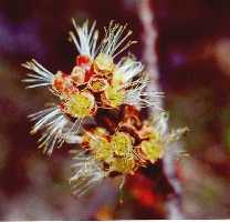 This photo was taken by Murel Black from University of Wisconsin Stevens Point. It shows the flowers of Acer saccharinum.