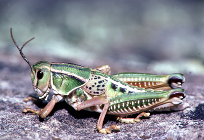 http://www.nps.gov/wica/naturescience/grasshoppers-lubber.htm