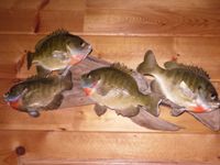 Image of a bluegill mount at my house.