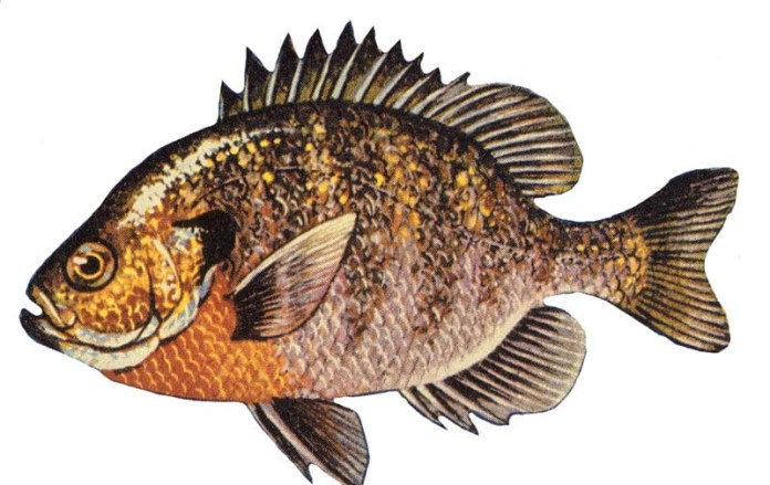 Bluegill Drawing (Retrieved From:http://commons.wikimedia.org/wiki/File:Blue_gill.jpg)