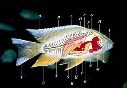 Bony Fish Anatomy (Retrieved From: http://commons.wikimedia.org/wiki/File:Fish_anatomy.jpg)