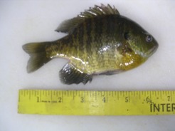 Mature Mississippi Bluegill (Image taken by Author)