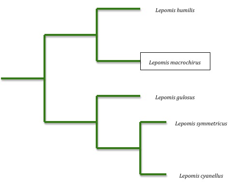 Genetic Phylogenetic Tree (Information retrieved from: http://www.sciencedirect.com/science?_ob=ArticleURL&_udi=B6WNH-4BRSF20-1&_user=546868&_coverDate=07%2F31%2F2004&_rdoc=1&_fmt=high&_orig=search&_sort=d&_docanchor=&view=c&_acct=C000027971&_version=1&_urlVersion=0&_userid=546868&md5=80a11efa16ca18e5ec3ed0e3eeca9ac2)