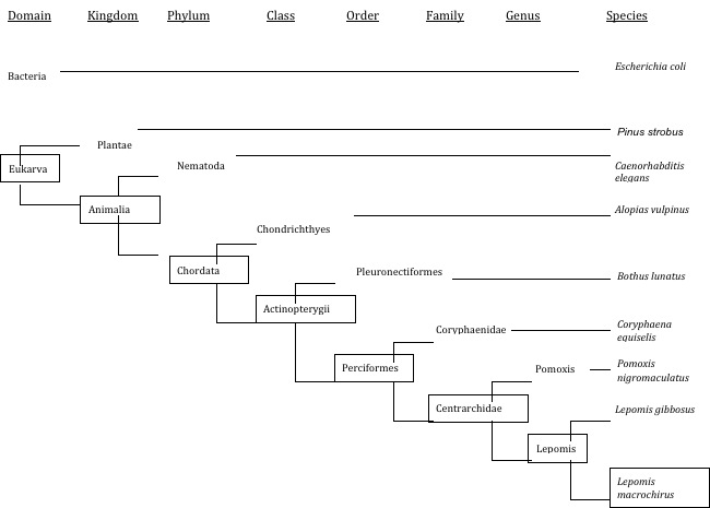 Morphological Phylogenetic Tree