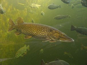 Northern Pike Trolling for Prey (Retrieved From: http://commons.wikimedia.org/wiki/File:Esox_Lucius.JPG)