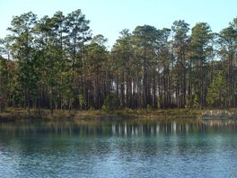 Possible Spawning Location (Reitrieved From: http://commons.wikimedia.org/wiki/File:Apalachicola_pond.JPG)