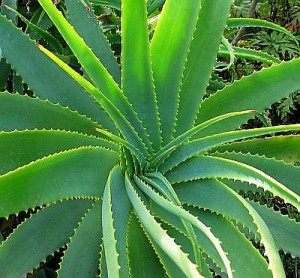 photo of an aloe vera plant used with permission from http://drmikewellness.org