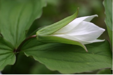 photo of a blooming Trillium used with permission from the Northwest Synod of Wisconsin Resource Center at http://www.synodresourcecenter.org/pg/devotions/0007/0027/index.html