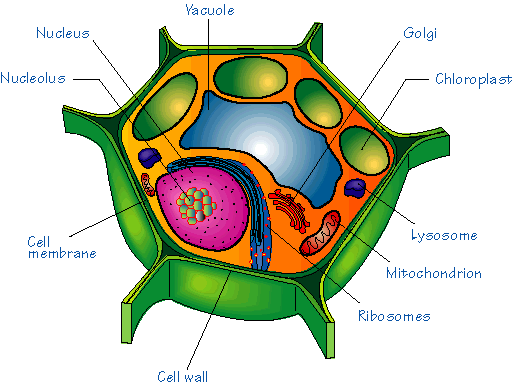Diagram of eukaryotic plant cell used with permission from http://library.thinkquest.org