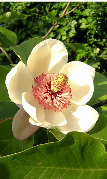 photo of a magnolia used with permission from www.itsnature.org