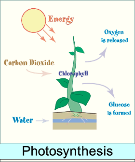 Photosynthesis diagram used with permission fromwww.hvrsd.org/chs/staff/guise/biology.htm