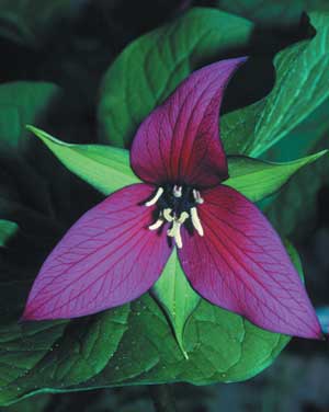 Photo of a purple trillium used with permission from www.nps.gov