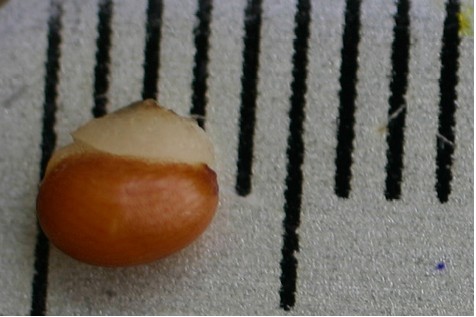 photo of Trillium seed used with permission from the Northwest Synod of Wisconsin Resouce Center