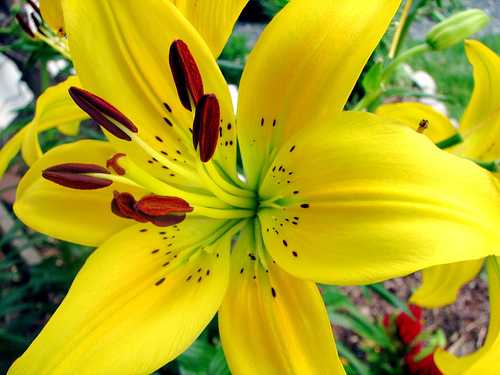 photo of a yellow tiger lily used with permission from the Ringwood Woman's club from www.ringwoodwomansclub.org