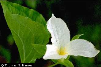 Photo of a trillium used with permission from Thomas G. Barnes @ USDA-NRCS PLANTS Database