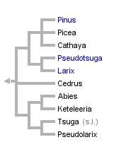 Phylogenetic tree from http://tolweb.org/Pinaceae/21624