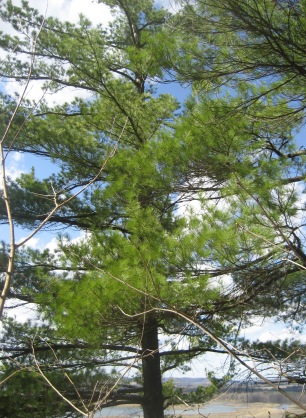 Eastern white pine tree taken by Ashley Minnis in Perrot State Park in Trempealeau, Wisconsin.