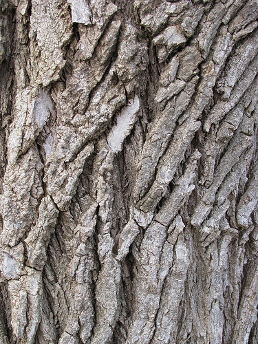 Bark of the Eastern cottonwood, Populus deltoides