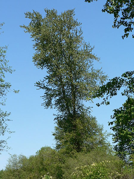 balsam poplar (Populus balsimifera)