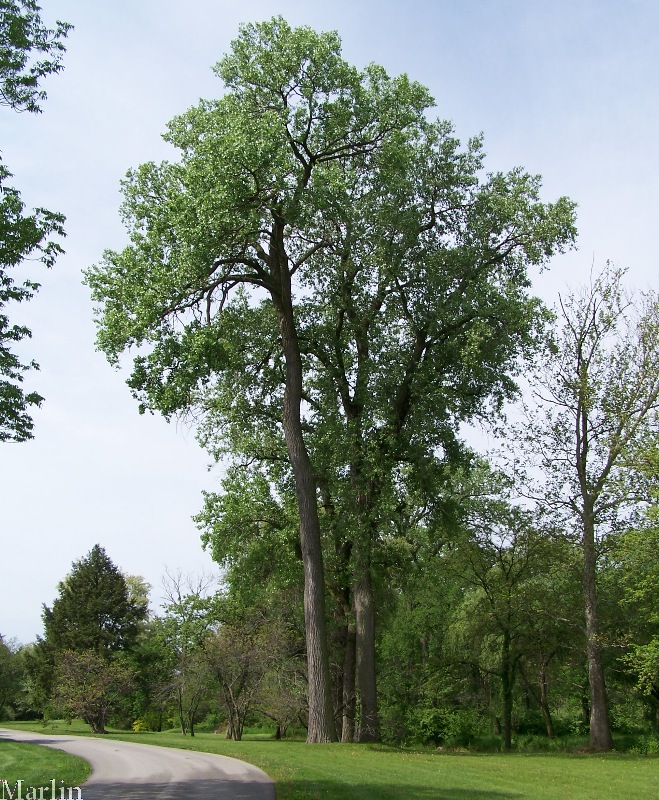 Cottonwoods at the Morton Arboretum
