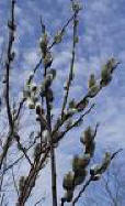 pussy willow (Salix discolor)