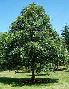 swamp white oak (Quercus bicolor)