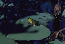 File:Bullfrog - Rana catesbeiana.jpg