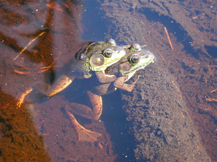 File:Green frog 440.jpg
