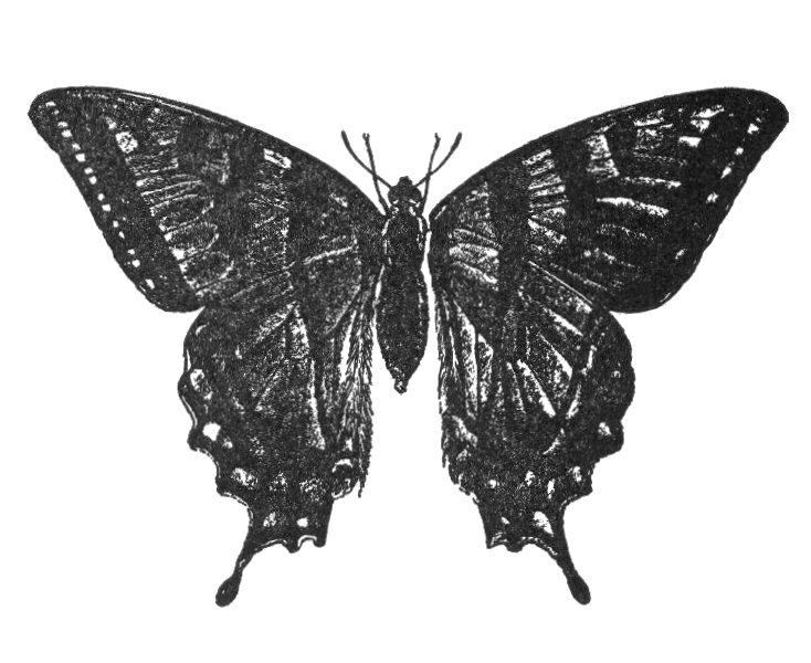 File:NSRW Butterfly.png