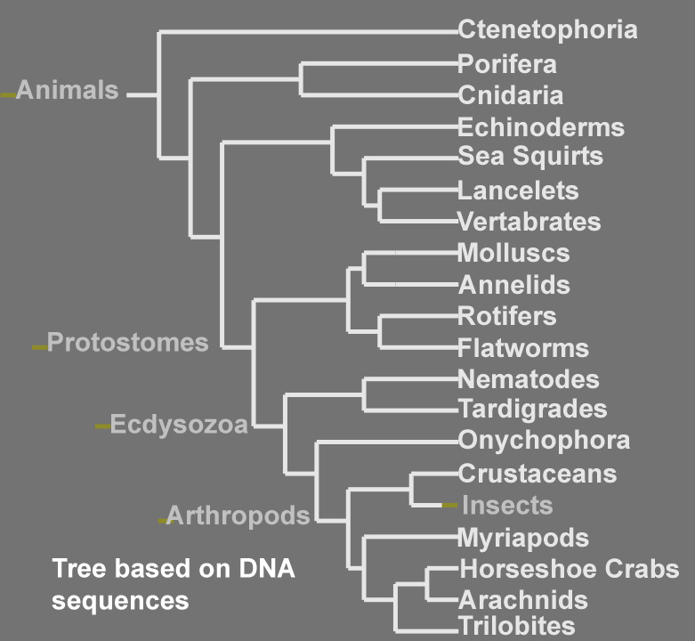 Phylogenetic tree from Animals to Insects by Evan Ragland