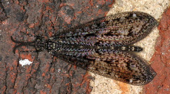 antlion life cycle