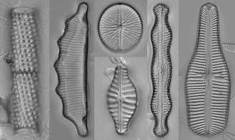 found at http://www.maine.gov/dep/blwq/docmonitoring/biomonitoring/sampling/algae/diatoms.htm