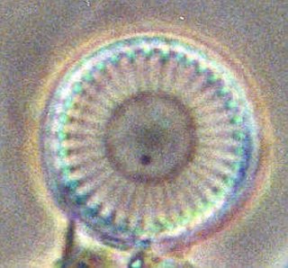 found at http://www.dnr.state.md.us/bay/cblife/algae/diatom/cyclotella_large.jpg