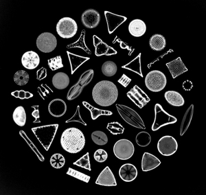 found at http://images.nbii.gov/RFemmer/D_med-res/Diatoms-50-species-1.jpg